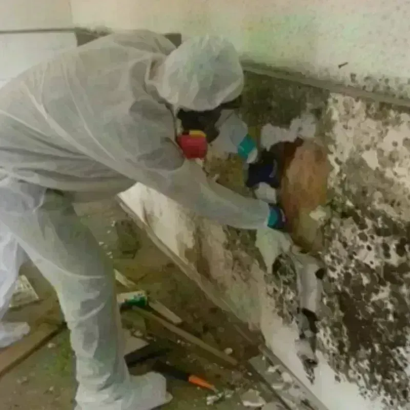 Mold Remediation and Removal in Sullivan, IL